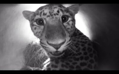 New-born Amur Leopards | Nature’s Miracle Babies | BBC Earth