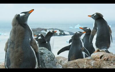 Antarctica: Official Trailer | BBC Earth