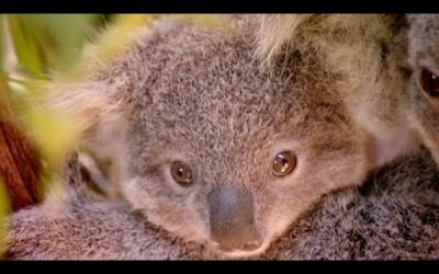 The ‘George Clooney’ Of Koalas | Nature’s Miracle Babies | BBC Earth