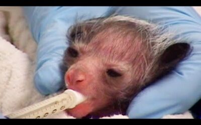 Encouraging A New-Born Aye-Aye To Feed | Nature’s Miracle Babies | BBC Earth
