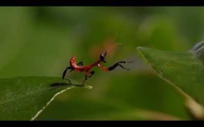 Best of Tiny Animals | Top 5 | BBC Earth