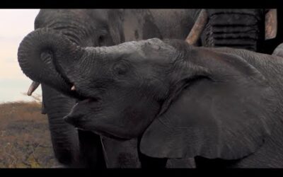 Hidden Elephant Camera | Waterhole: Africa’s Animal Oasis | BBC Earth