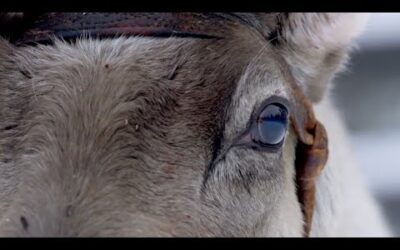 Top 5 Reindeer Moments | BBC Earth