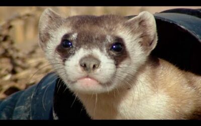 Baby Ferret Training School | Nature’s Miracle Babies | BBC Earth