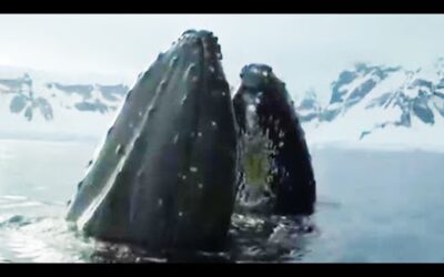 The Blue Planet Collection | Part 2 | BBC Earth