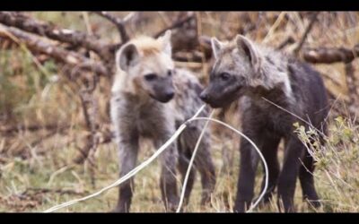 Young Hyena Breaks Camera | Waterhole: Africa’s Animal Oasis | BBC Earth