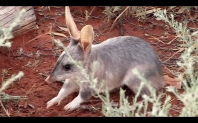 Rescuing The Bilby’s | Nature’s Miracle Babies | BBC Earth