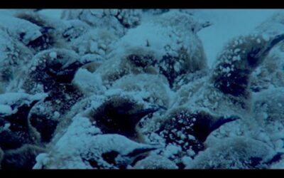 Penguins Huddle To Keep Their Eggs Warm | Natural World: Penguins Of The Antarctic | BBC Earth