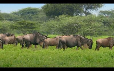 The Greatest Mammal Migration | Waterhole: Africa’s Animal Oasis | BBC Earth
