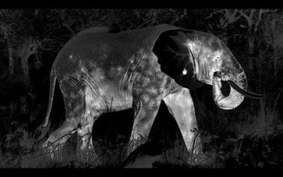 Secrets Of The Wild African Night | Waterhole: Africa’s Animal Oasis | BBC Earth