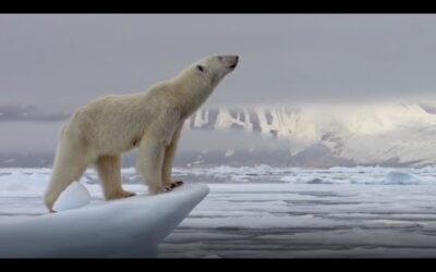 Best Of Polar Bears | Part 1 | BBC Earth