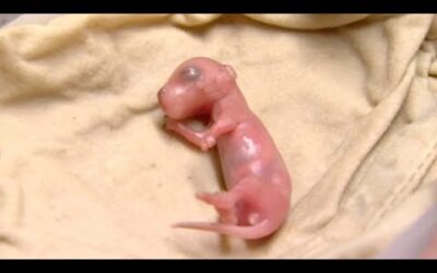 Fostering Tiny Baby Rock Wallabies | Nature’s Miracle Babies | BBC Earth