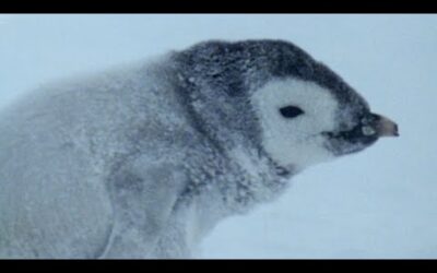 Fighting Over Abandoned Penguin Chick | Natural World: Penguins Of The Antarctic | BBC Earth