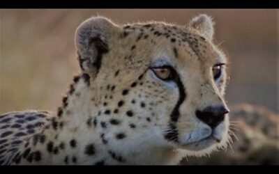 Best Of Summer | BBC Earth