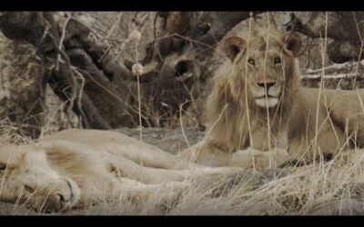 Living Alongside African Wildlife | Waterhole: Africa’s Animal Oasis | BBC Earth