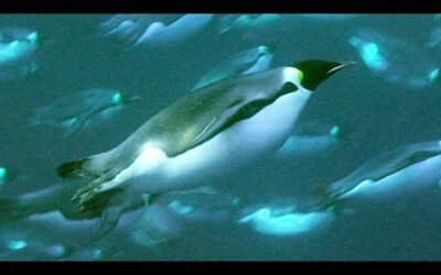 Deep Sea Diving For Food | Natural World: Penguins of The Antarctic | BBC Earth