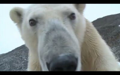 Best Polar Bear Moments | Part 2 |BBC Earth