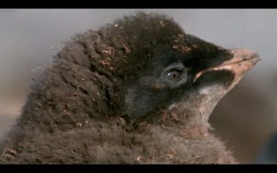 How Climate Change Affects Penguin Life | Natural World: Penguins of the Antarctic | BBC Earth