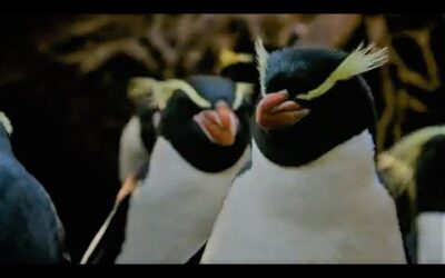 Penguins Of The Forest | Meet The Family | BBC Earth