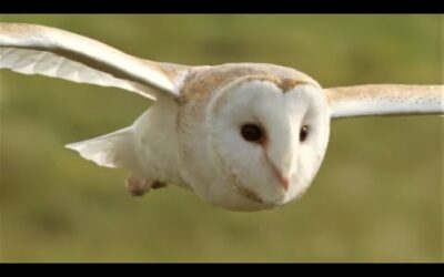 Best Of Autumn | BBC Earth