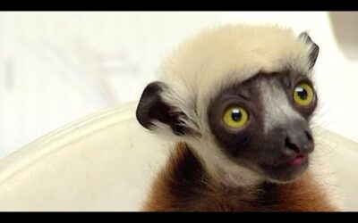 Caring For A Sickly Baby Lemur | Nature’s Miracle Babies | BBC Earth
