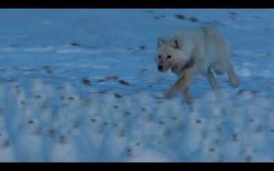 Arctic Wolf Hunts Drove of Arctic Hares | A Perfect Planet | BBC Earth