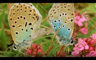 Beautiful Butterfly Moments | BBC Earth