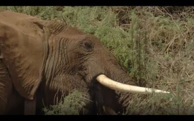 Elephant’s Life Saved By Split-Second Decision | Secret Life Of Elephants | BBC Earth