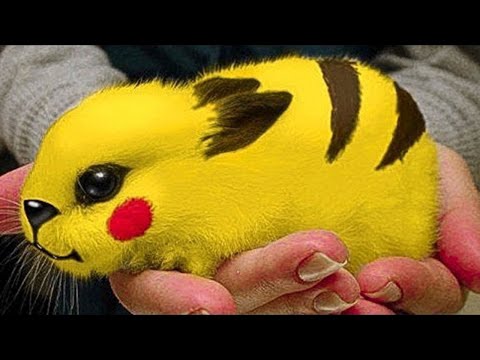 TOP INCREDIBLE MAGIC TRICK of ZACH KING | New Best Magic Trick Ever Show