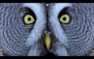 Mesmerising Owl Moments | BBC Earth