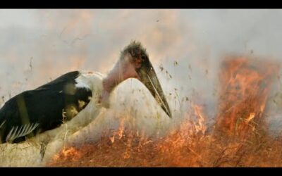 Fire and Feast | A Perfect Planet | BBC Earth