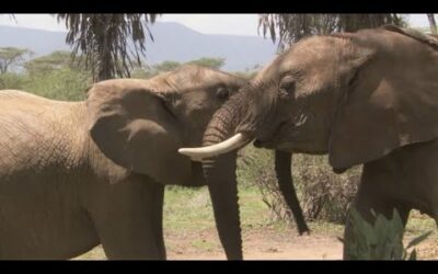 Elephant Calf Jealous Of Younger Sister | Secret Life Of Elephants | BBC Earth