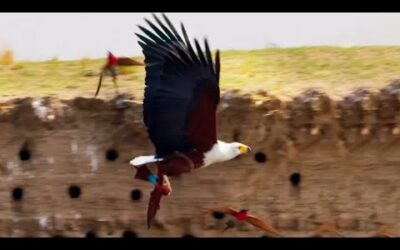 Eagle Plucks Prey in Flight | A Perfect Planet | BBC Earth