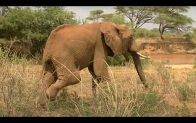 Injured Elephant Calf Finds A Supportive Herd | Secret Life Of Elephants | BBC Earth