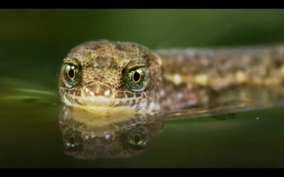 The Unsinkable Lizard | A Perfect Planet | BBC Earth