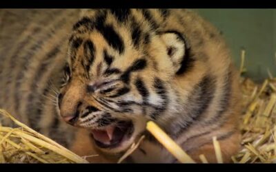 Adorable Tiger Cub Moments Part 1 | BBC Earth