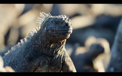 The Marine Iguana | A Perfect Planet | BBC Earth