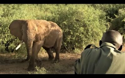 Collaring A Massive Bull Elephant | Secret Life Of Elephants  | BBC Earth