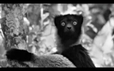 Sir David Attenborough (1961) Best Of Zoo Quest To Madagascar | BBC Earth