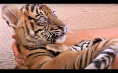 Best Tiger Cub Moments Part 2 | BBC Earth