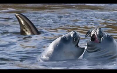 Orca’s Extraordinary Hunting Technique | A Perfect Planet | BBC Earth