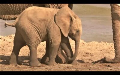 Baby Elephant Plays In The Sand | Secret Life Of Elephants | BBC Earth
