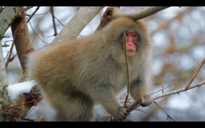Best Of Winter | BBC Earth