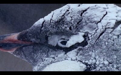How Penguins Adapt To Survive | Natural World: Penguins Of The Antarctic | BBC Earth