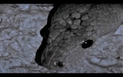 Snake Hunting For Bats In The Darkness | Wild Caribbean | BBC Earth