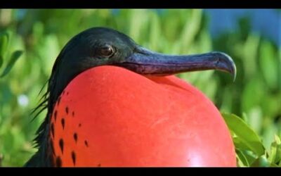 Bizarre Mating Ritual Of The Frigatebird | Wild Caribbean | BBC Earth