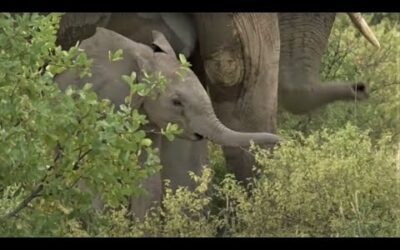 Baby Elephant Has Broken Leg Treated | Secret Life Of Elephants | BBC Earth