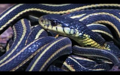 Top 5 Slithering Snake Moments | BBC Earth