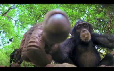 Amazing Animal Behaviours Caught On Spy Camera Part 2 | BBC Earth