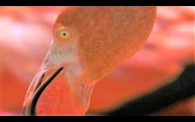 West Indian Flamingos Make Shrimp Soup | Wild Caribbean | BBC Earth